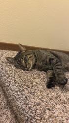 Reunited Male Cat last seen Raven St. NW & 115th AVE NW, Minneapolis, MN 55433
