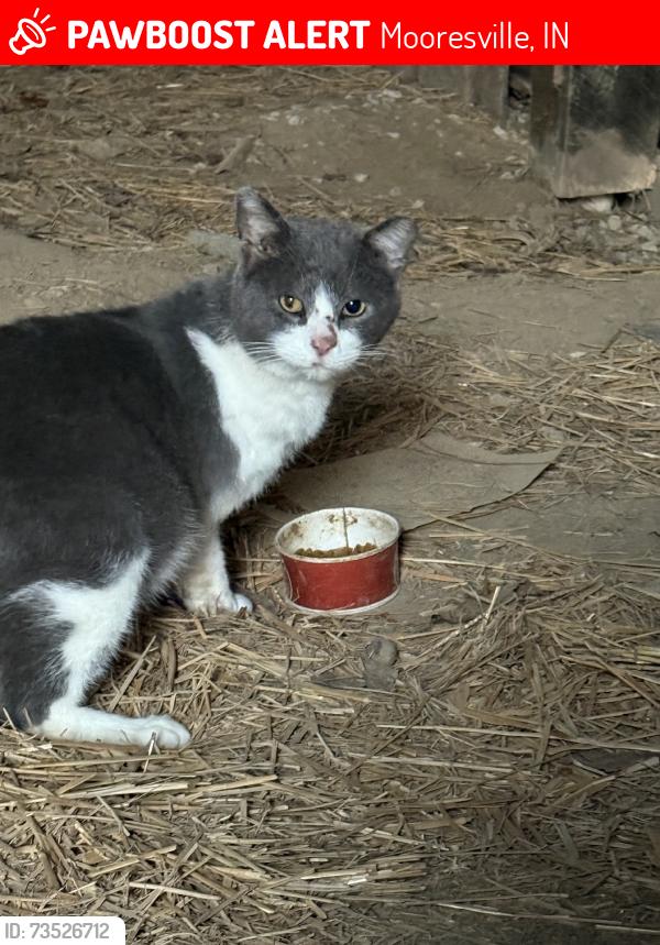 Lost Male Cat last seen Hadley and mann rd, Mooresville, IN 46158