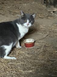 Lost Male Cat last seen Hadley and mann rd, Mooresville, IN 46158