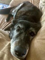 Reunited Female Dog last seen Near Hartland Pkwy, Lexington, KY 40515, USA, Lexington, KY 40515