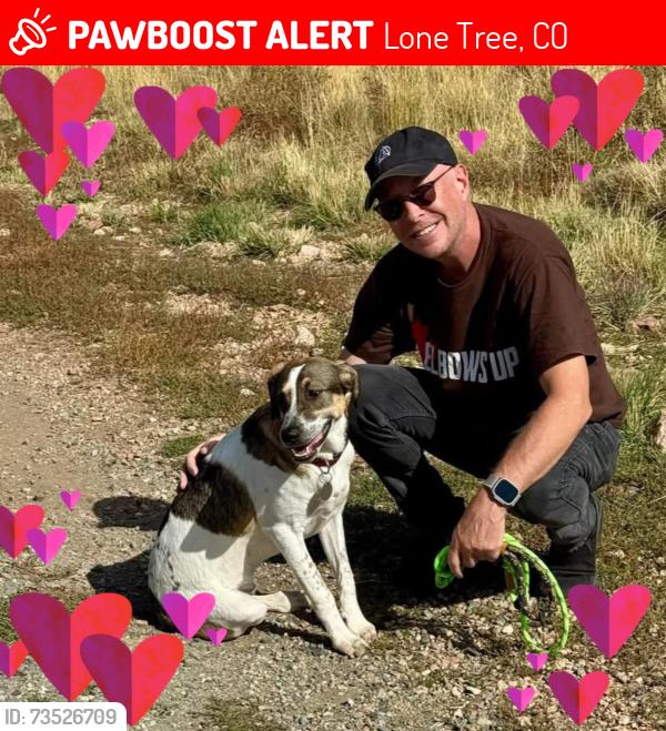 Lost Male Dog last seen Oswego/Lincoln, Lone Tree, CO 80124