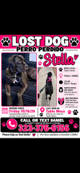Reunited Female Dog last seen Table mea, New River, AZ 85087