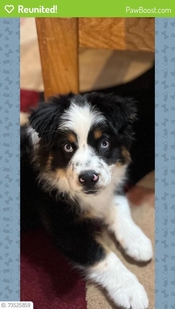 Reunited Male Dog last seen Near Bernalillo High School and Walgreens., Bernalillo, NM 87043