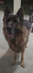 Reunited Male Dog last seen 35th Street East & Avenue J, Lancaster, CA 93535