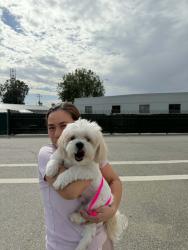 Reunited Male Dog last seen Near ludlow ln, Fontana, CA 92336