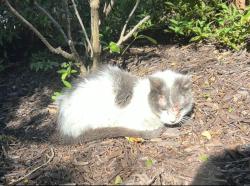 Reunited Female Cat last seen Steward Tower, Laurel, MD 20707