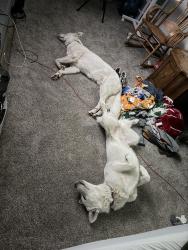 Reunited Male Dog last seen Fairfield and altos, Sacramento, CA 95838