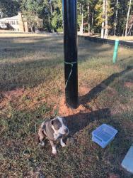 Lost Unknown Dog last seen Highvale drive Marietta Georgia, Marietta, GA 30060