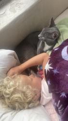 Lost Male Cat last seen 6th and marble ave, Albuquerque, NM 87102