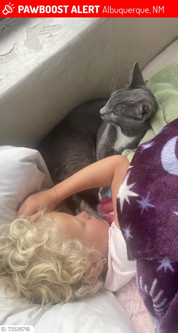 Lost Male Cat last seen 6th and marble ave, Albuquerque, NM 87102