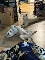 Reunited Female Dog last seen Altos Ave & again seen on Fairfield street, Sacramento, CA 95838