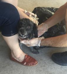 Lost Male Dog last seen Lamb and owens, Las Vegas, NV 89110