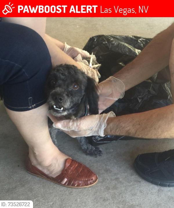 Lost Male Dog last seen Lamb and owens, Las Vegas, NV 89110