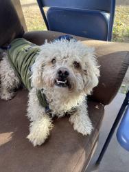 Lost Male Dog last seen Near W Raymond St Goodyear, AZ 85338 United States, Goodyear, AZ 85338