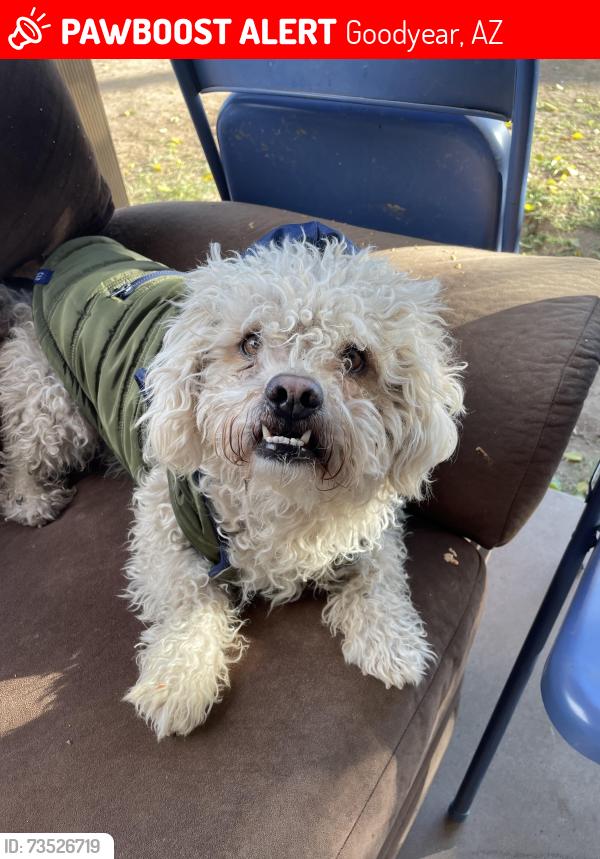 Lost Male Dog last seen Near W Raymond St Goodyear, AZ 85338 United States, Goodyear, AZ 85338