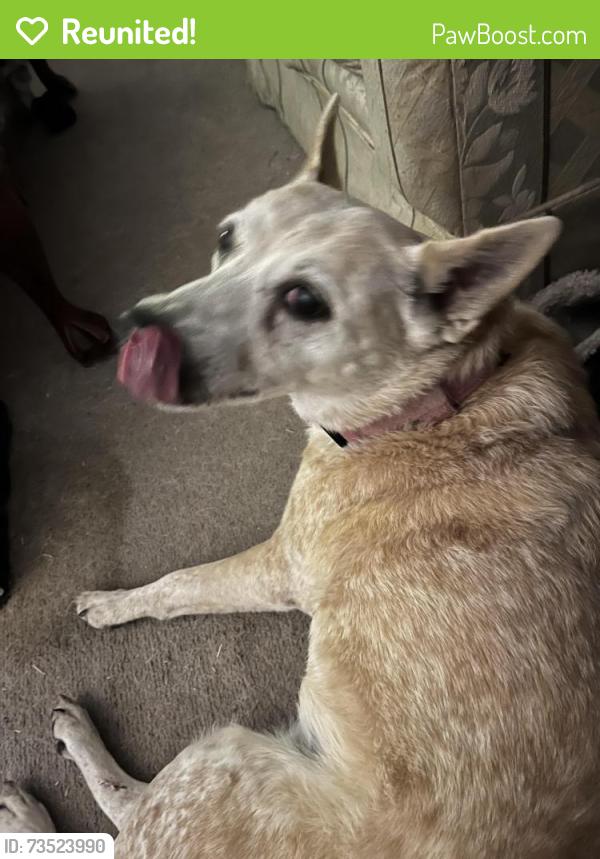 Reunited Female Dog last seen Shady Hill Circle/Bridgewater in the Branch area, Princeton, TX 75407