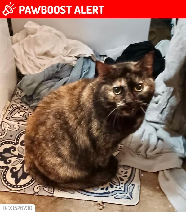 Lost Female Cat last seen Central near Sanlando Park, Altamonte Springs, FL 32714