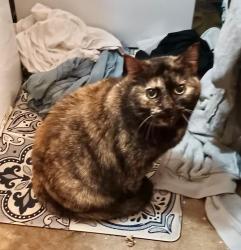 Lost Female Cat last seen Central near Sanlando Park, Altamonte Springs, FL 32714