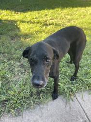 Reunited Female Dog last seen Coopers crossing neighborhood, Denton, TX 76207