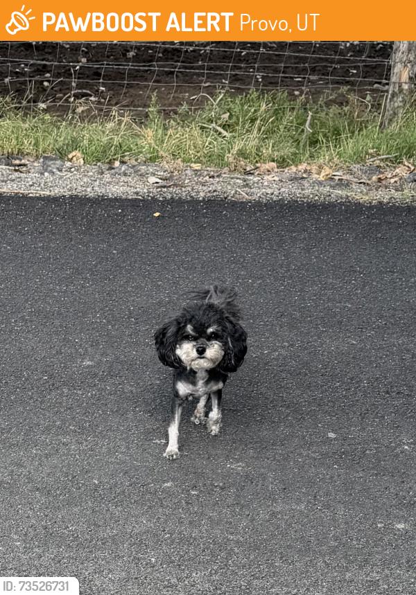Found/Stray Unknown Dog last seen Lakeshore Drive, Provo, UT 84601