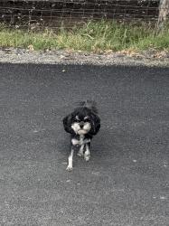 Found/Stray Unknown Dog last seen Lakeshore Drive, Provo, UT 84601