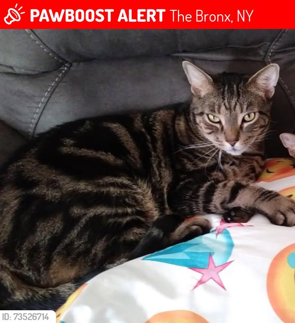 Lost Male Cat last seen Philip ave/ dill place, The Bronx, NY 10465