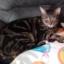 Lost Male Cat last seen Philip ave/ dill place, The Bronx, NY 10465