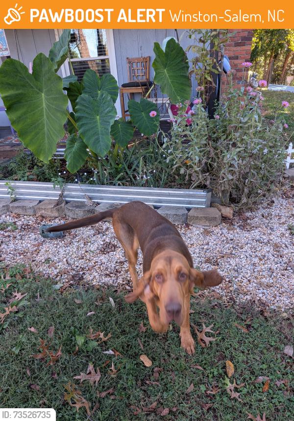 Found/Stray Unknown Dog last seen Phillips bridge, Winston-Salem, NC 27104