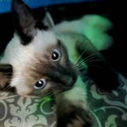 Lost Female Cat last seen Arthur & Alice, Windsor, ON N8W 4V3