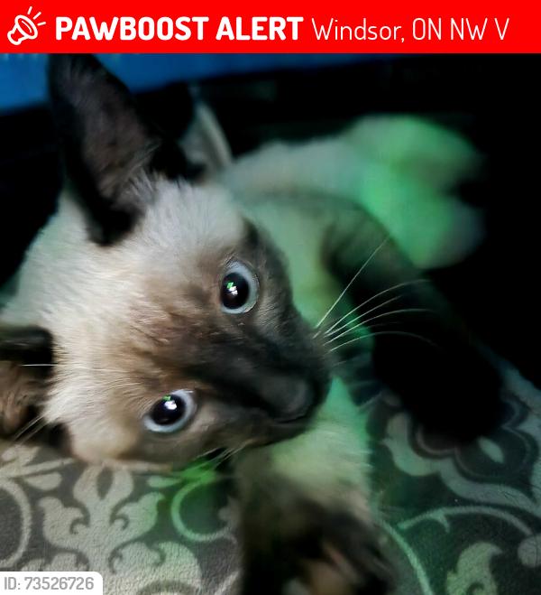 Lost Female Cat last seen Arthur & Alice, Windsor, ON N8W 4V3