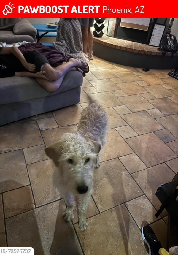 Lost Female Dog last seen Near E Ludlow dr, Phoenix, AZ 85254