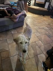 Lost Female Dog last seen Near E Ludlow dr, Phoenix, AZ 85254