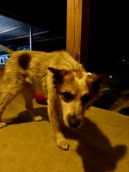 Found/Stray Unknown Dog last seen Posey Rd., San Marcos, TX 78666