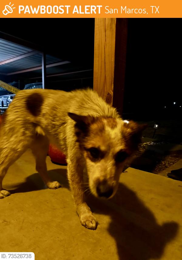Found/Stray Unknown Dog last seen Posey Rd., San Marcos, TX 78666