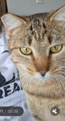 Lost Female Cat last seen Near FM 2155 Somerville, TX, Somerville, TX 77879