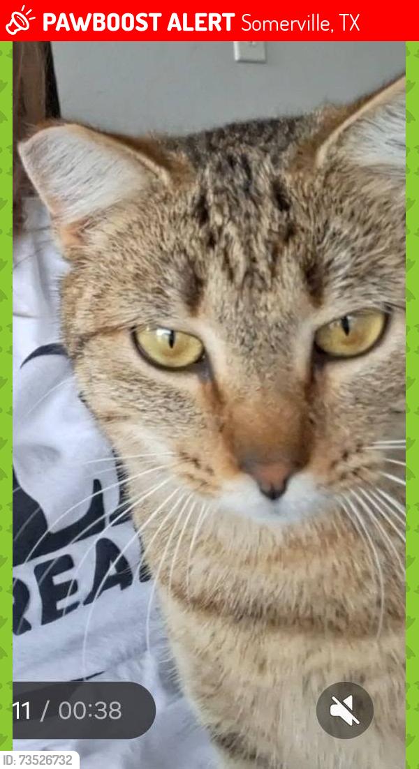 Lost Female Cat last seen Near FM 2155 Somerville, TX, Somerville, TX 77879