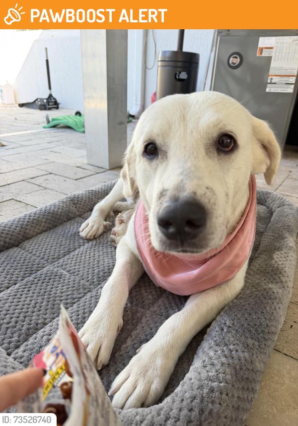 Found/Stray Female Dog last seen A long road that leads to the fishing area, Miami-Dade County, FL 33189