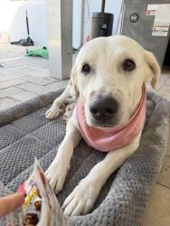 Found/Stray Female Dog last seen A long road that leads to the fishing area, Miami-Dade County, FL 33189