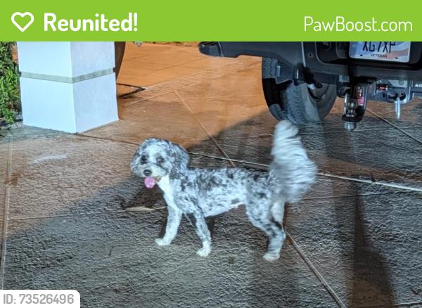 Reunited Female Dog last seen Johnston and Meadowood, St. Lucie County, FL 34951