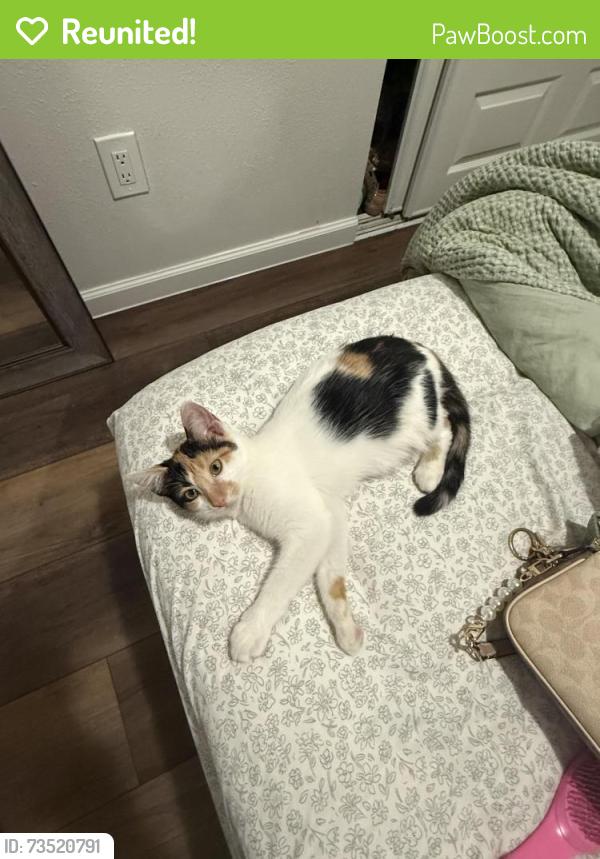 Reunited Female Cat last seen Rock canyon street, Katy, TX 77450