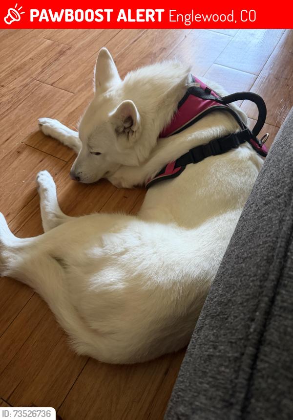 Lost Female Dog last seen Dayton and Peakview, Englewood, CO 80111