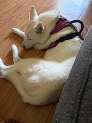 Lost Female Dog last seen Dayton and Peakview, Englewood, CO 80111