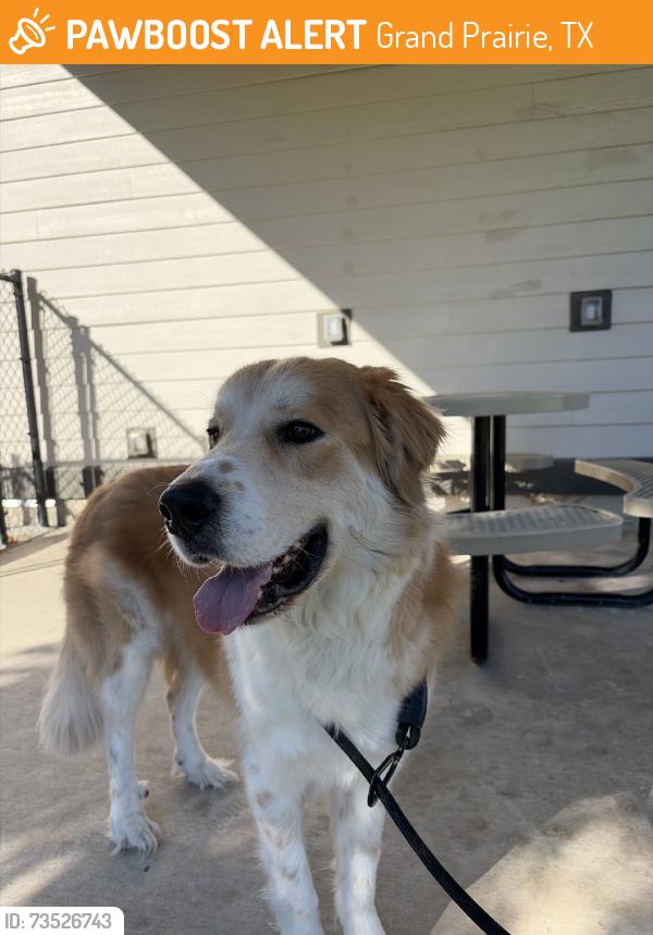 Found/Stray Male Dog last seen By thr bradbury apmts, Grand Prairie, TX 75052
