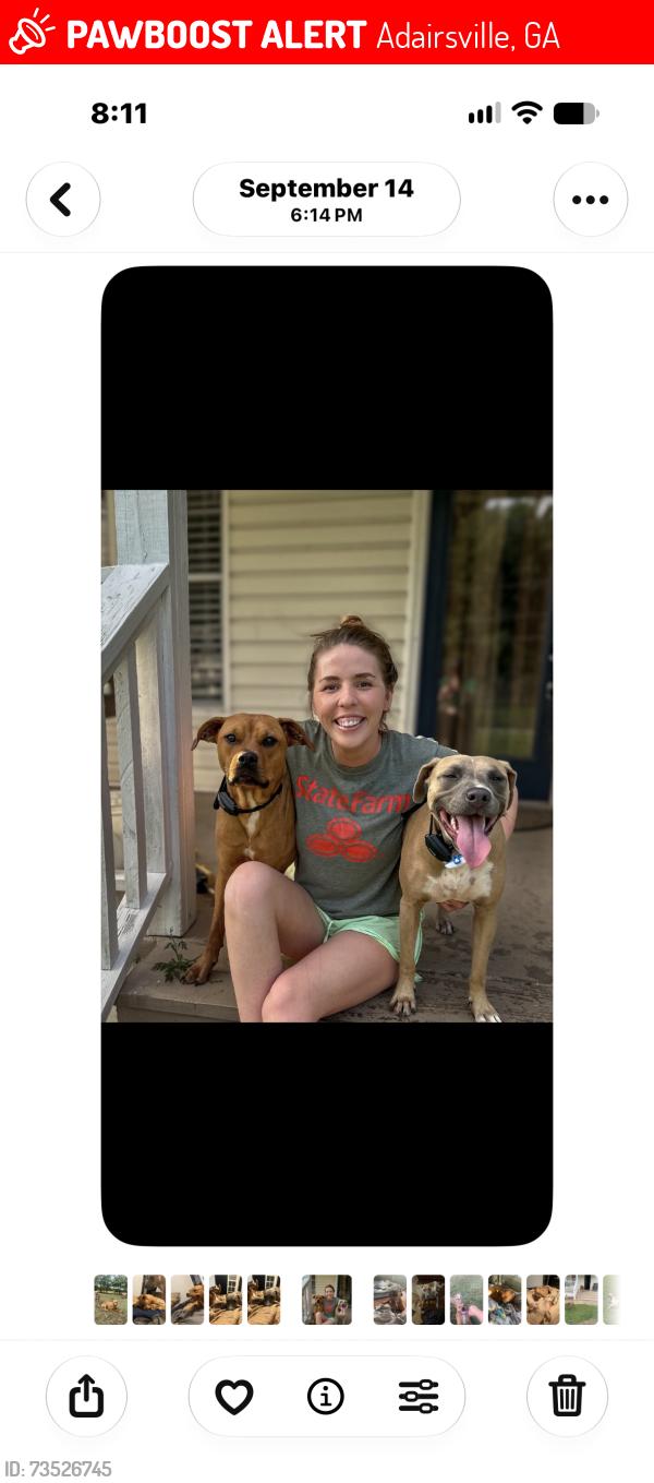 Lost Female Dog last seen Spring Hill rd, Adairsville, GA 30103