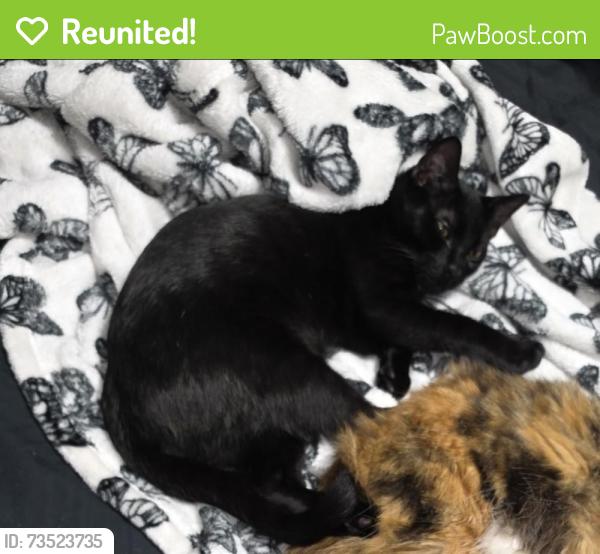 Reunited Male Cat last seen Hyatt resort, San Antonio, TX 78251