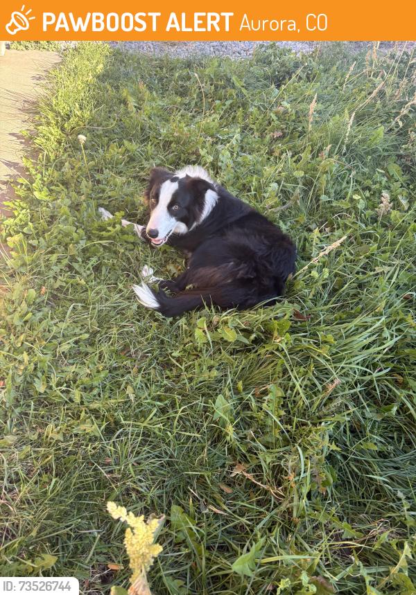 Found/Stray Female Dog last seen Kenton and 25th ave, Aurora, CO 80010