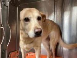 Lost Female Dog last seen Filmore, New Orleans, LA 70122