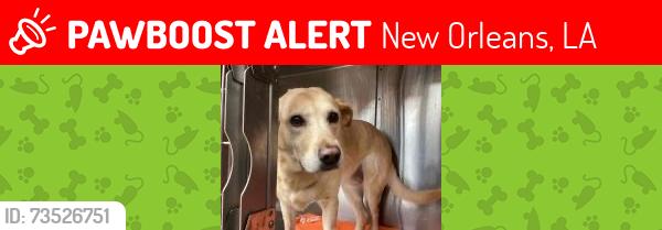 Lost Female Dog last seen Filmore, New Orleans, LA 70122