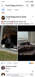 Reunited Male Dog last seen Cedar Lane Road and Eakes Road, Lee County, NC 27332