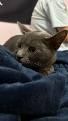 Reunited Unknown Cat last seen Bloor and Bridgewood, Mississauga, ON L4X 1T2